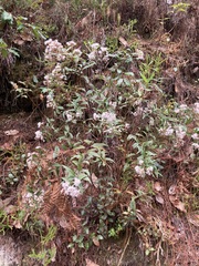 Ageratina cremasta