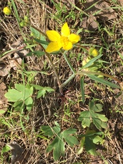 Ranunculus occidentalis