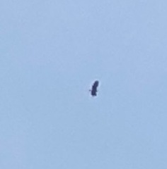 Spilornis cheela