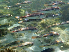 Torquigener pleurogramma