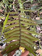 Pellaea falcata
