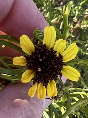 Encelia ventorum