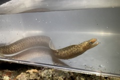 Gymnothorax pseudothyrsoideus