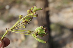 Nanobubon strictum