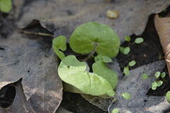 Asarum