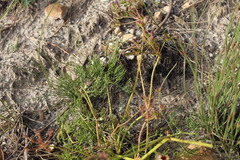 Nanobubon strictum