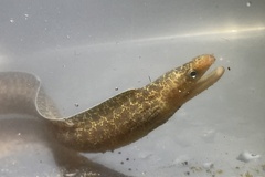 Gymnothorax pseudothyrsoideus