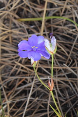 Aristea oligocephala