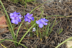 Aristea oligocephala