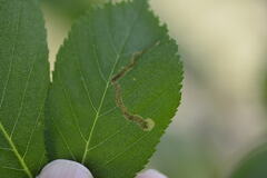 Phytomyza aesculi
