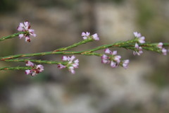 Erica corifolia