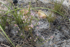 Erica corifolia