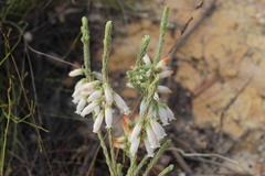 Erica viscaria pendula