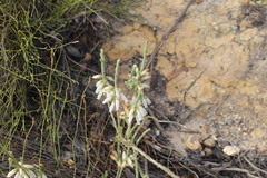 Erica viscaria pendula
