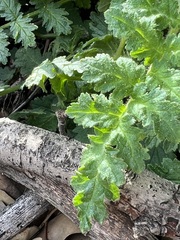 Phacelia malvifolia