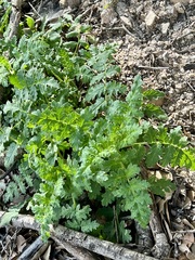 Phacelia malvifolia