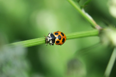 Ceratomegilla notata