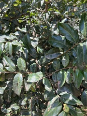 Glochidion ferdinandi