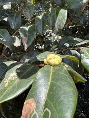 Glochidion ferdinandi