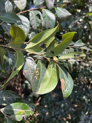 Glochidion ferdinandi