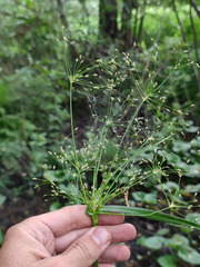 Scirpus radicans