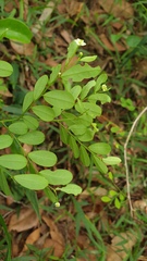 Synostemon albiflorus