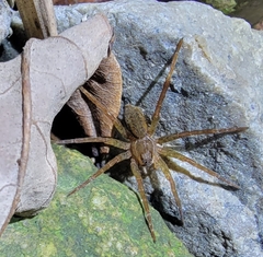 Pardosa