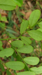 Synostemon albiflorus