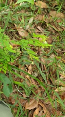 Synostemon albiflorus