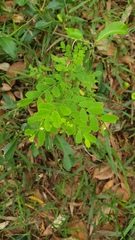 Synostemon albiflorus
