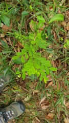 Synostemon albiflorus