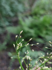 Scirpus radicans