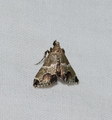 Arescoptera idiotypa