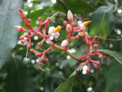 Ardisia