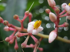 Ardisia