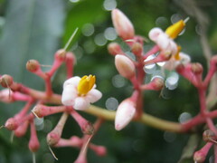 Ardisia