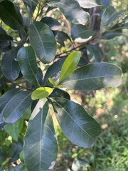 Acronychia oblongifolia
