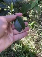 Acronychia oblongifolia