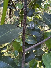 Acronychia oblongifolia