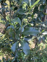 Acronychia oblongifolia