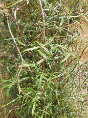 Rubus schmidelioides