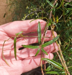 Rubus schmidelioides