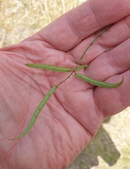 Rubus schmidelioides
