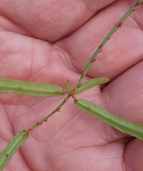 Rubus schmidelioides