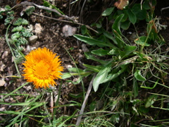 Erigeron aurantiacus