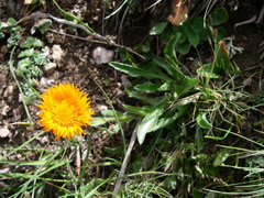 Erigeron aurantiacus