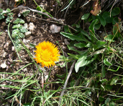 Erigeron aurantiacus