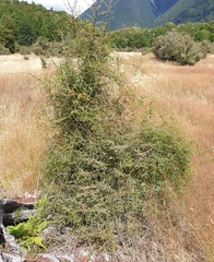 Rubus schmidelioides