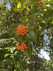 Auranticarpa rhombifolia