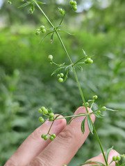 Galium spurium